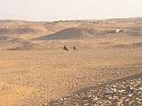 Lupo Egitto 065